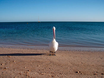 White and black pelican standing at the beach, blue sea