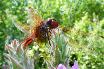 Close-up of insect on plant