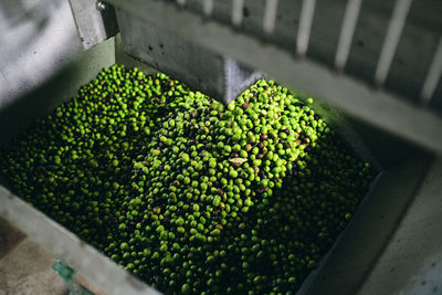 From above rusty containers filled with fresh raw olives and placed in industrial facility of factory