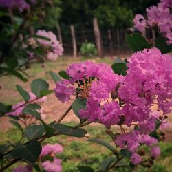 Close-up of pink flowers