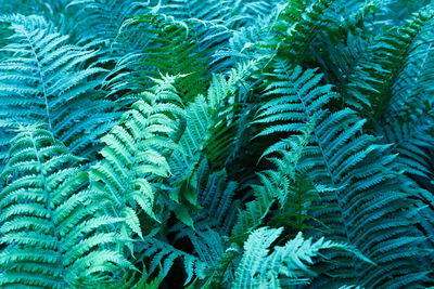 Full frame shot of palm trees in forest