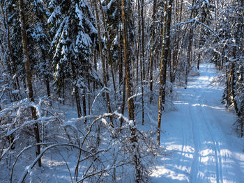 Bare trees in forest during winter