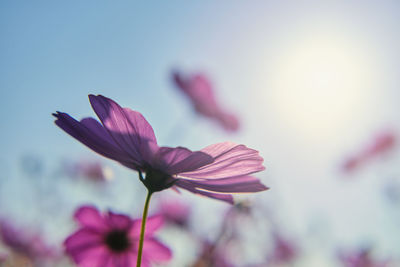 Purple flowers under blue sky of sunny day