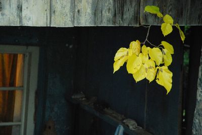 Close-up of yellow flowers