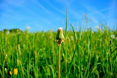 Close-up of flowering plant on land against sky