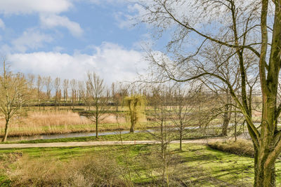 Trees on field against sky