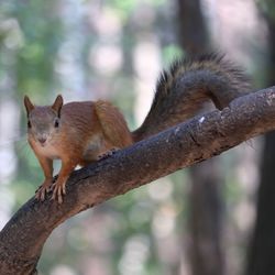 Close-up of squirrel on tree