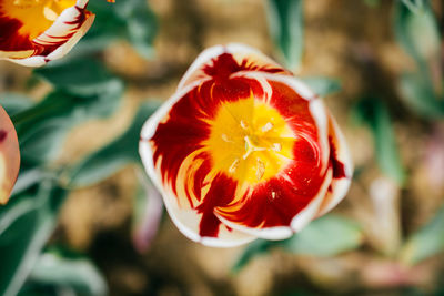 Close-up of red rose flower