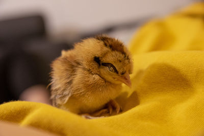 Close-up of a creme legbar chicken on a yellow jersey 