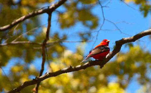 Low angle view of bird perching on tree