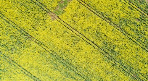 Full frame shot of yellow plants on field