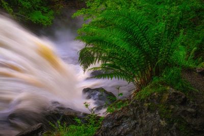 Scenic view of waterfall in forest