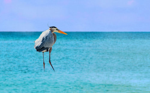 Bird perching on sea