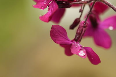 Close-up of pink flower