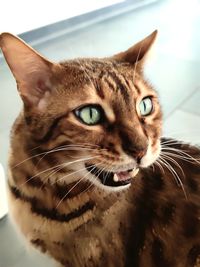 Close-up portrait of a cat