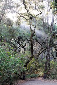 Trees in forest