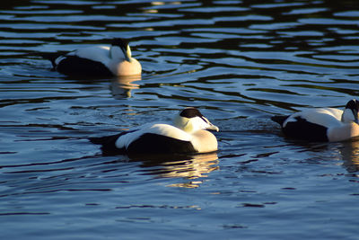 Ducks swimming in lake