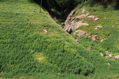 Scenic view of grassy field