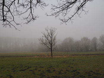 Bare trees on field against sky during foggy weather