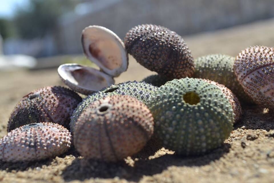 focus on foreground, close-up, beach, nature, selective focus, pebble, stack, stone - object, outdoors, day, abundance, no people, sand, beauty in nature, large group of objects, sunlight, seashell, rock - object, tranquility, sea