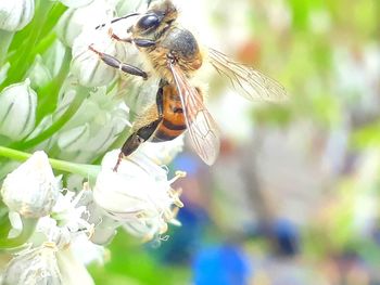 Close-up of bee pollinating on flower