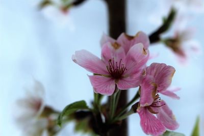 Close-up of pink flowers