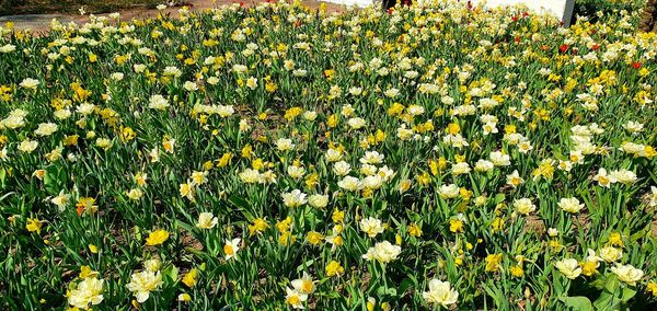 Close-up of yellow flowering plants on field