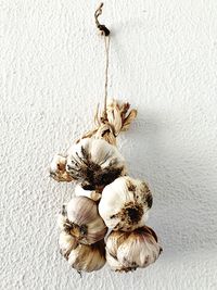 Close-up of wilted hanging against white wall