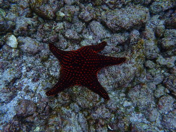 Close-up of fish in sea