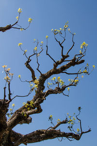 Low angle view of flowering plants against clear blue sky