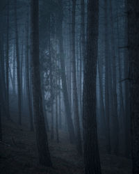 Pine trees in forest during foggy weather