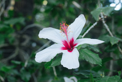 Close-up of pink flowering plant