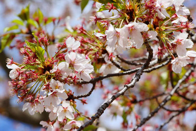 Close-up of cherry blossoms in spring