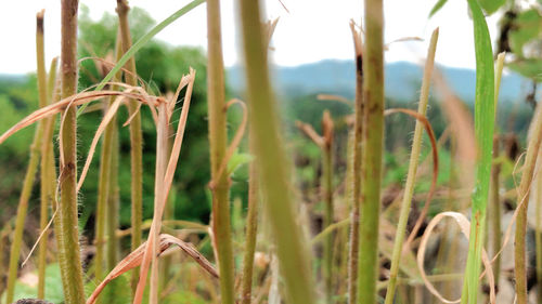 Close-up of bamboo plants on field