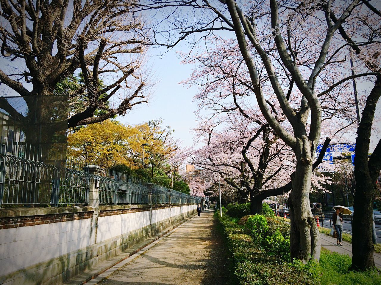 tree, the way forward, footpath, treelined, diminishing perspective, branch, clear sky, pathway, walkway, growth, tranquility, nature, vanishing point, sky, tranquil scene, park - man made space, beauty in nature, bare tree, transportation, incidental people