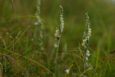 Close-up of grass growing on field