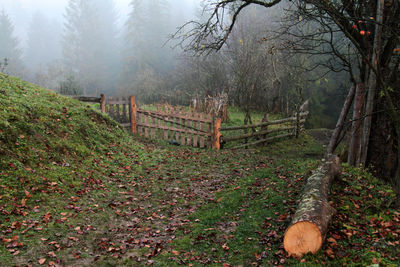 Trees in forest during autumn