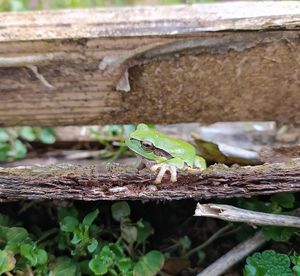 Close-up of a lizard