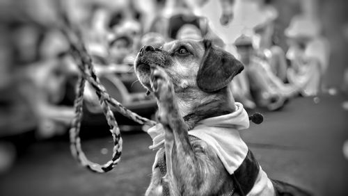 Close-up of dog looking away