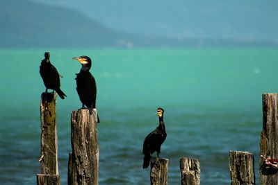 Birds perching on wooden post in sea