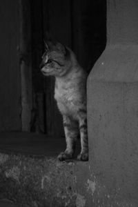 Close-up of a cat looking away against wall