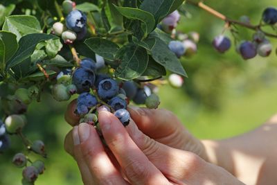 Cropped image of hand holding fruits on tree