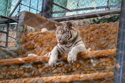 Low angle view of white tiger resting in zoo