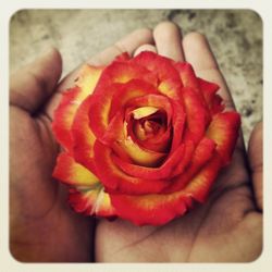 Close-up of hand holding flower