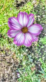 Close-up of pink flower