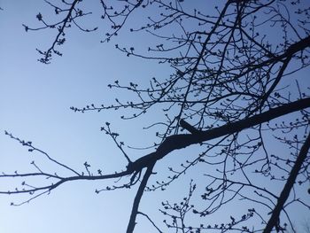 Low angle view of bird perching on tree against sky