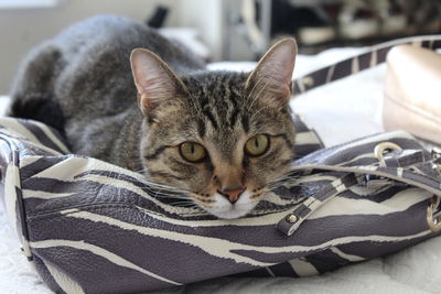 Portrait of cat lying on bed