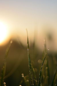 Close-up of dew on plant at sunset