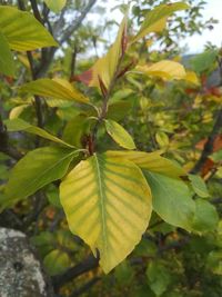 Close-up of leaves on plant