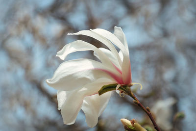 Close-up of white flowering plant